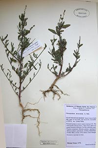 Herbarium Sheet of RSA 680706